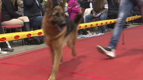 Fashion all breed international dog shows