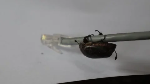 Internet network cable disrupted by a bug Stock Footage 320376679