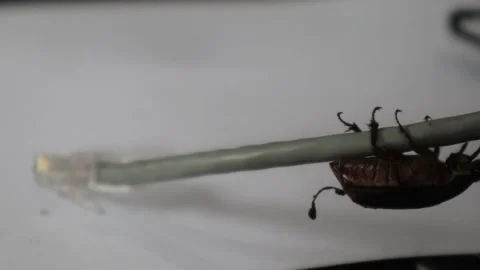 Internet network cable disrupted by a bug Stock Footage 320376682