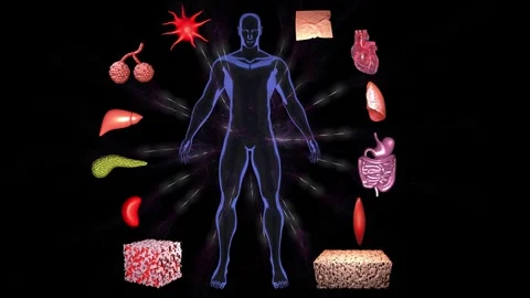Interoception. Human body surrounded by vital organs. 3d animation render. Stock Footage 280203863