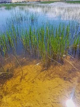 Interplay between nature and its reflection on the still waters of a pond Stock Photos