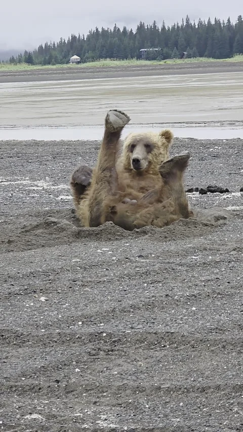 Interrupting a Bear's Private Moment, Lake Clark National Park, Alaska, USA - 18 動画素材 316834756