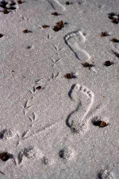 Intersecting Barefoot and Bird Tracks in Fresh Snow Stock Photos