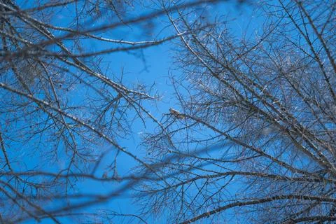 Intersecting branches dotted with seed pods against vivid sky, bold graphic l Stock Photos