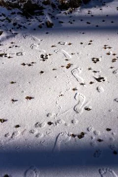 Intersecting Trails: Footprints of Human, Bird, and Animal in Snow Stock Photos