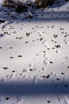 Intersecting Trails: Footprints of Human, Bird, and Animal in Snow Stock Photos