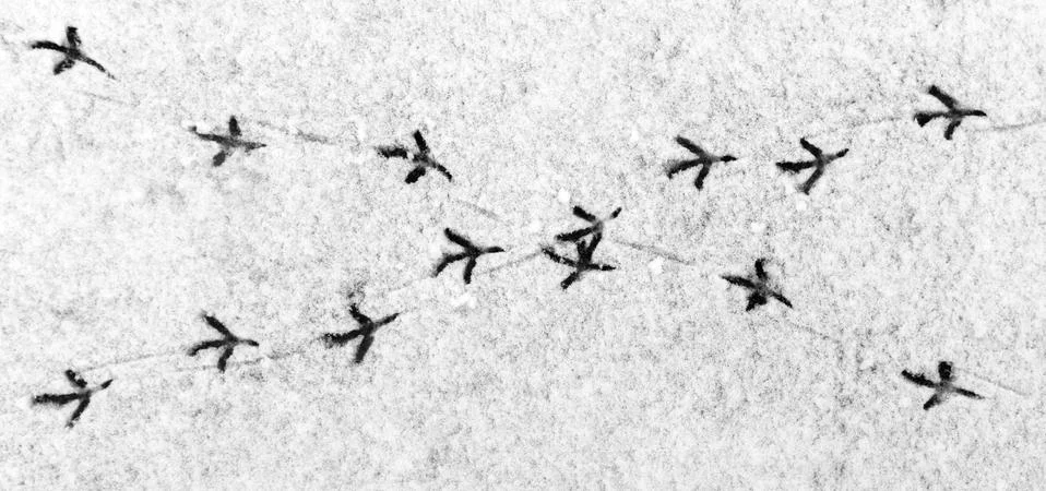 Intersection of bird's roads. Stock Photos