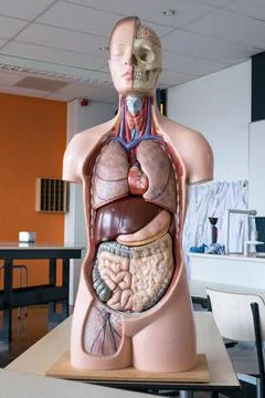 Intersection of human body Photos