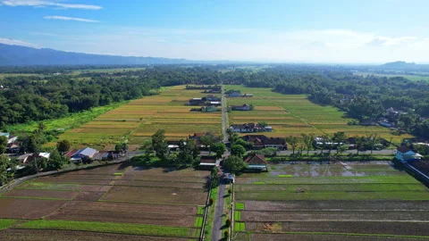 Intersection surrounded by colorful rice fields, Godean, Yogyakarta Видео 339293825