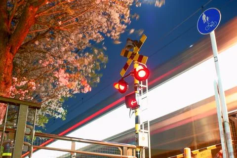 Intersection of train and cherry blossoms Photos