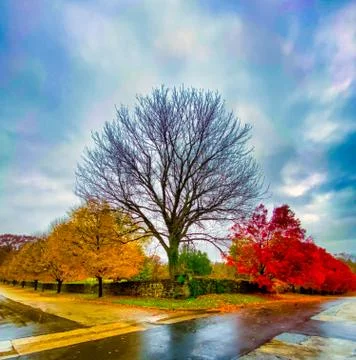 An Intersection With Yellow Trees Down One Street and Red Trees Down the Othe Stock Photos