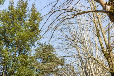 Intersections of branches on sky background Stock Photos