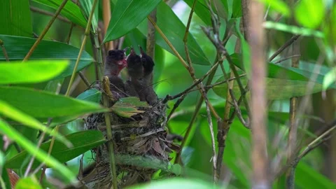 Interspecific Feeding Behavior - Olive-winged Bulbul Feeding A Hungry Stock Footage 342578363