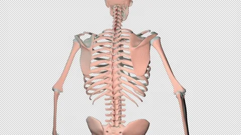 Interspinales Muscles Full Rotation Loop Stock Footage 230961751