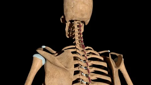 Interspinales Muscles on Skeleton 動画素材 128963302