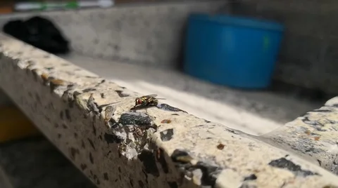 Intersting slow motion footage about a black fly cleaning its body and wings Stock Footage 96908274