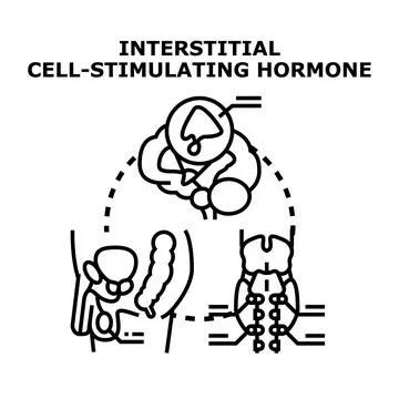 Interstitial cell stimulating hormone concept vector illustration Stock Illustration