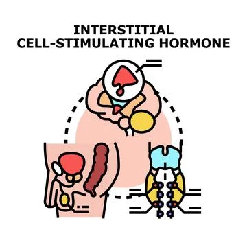 Interstitial cell stimulating hormone concept vector illustration Stock Illustration