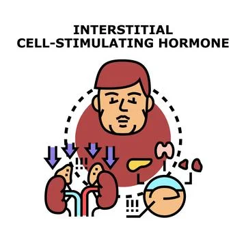 Interstitial cell stimulating hormone concept biology Stock Illustration