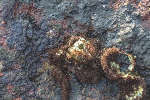 An Intertidal Barnacle Aperture Coastal Macro Stock Photos