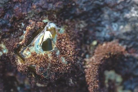 An Intertidal Barnacle Aperture Coastal Macro Stock Photos