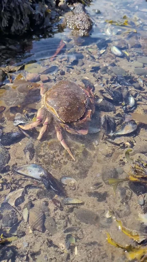 Intertidal crab movement filmed vertically as it searches for shelter Video stock 344751646