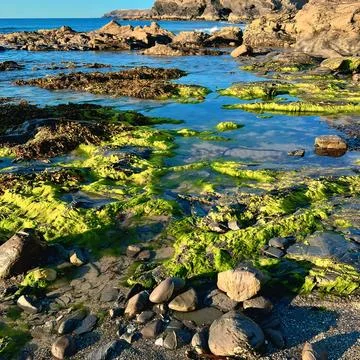 Intertidal rock pool ecosystem covered in vibrant green sea lettuce algae and se 스톡 사진