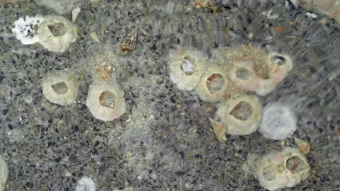 Intertidal Rock Surface with Hermit Crabs and Shimmering Seawater Patterns Видео 336783088