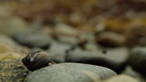 Intertidal Snail Shell on Smooth Fjord Cobble in Soft Focus Stock Footage 341397525