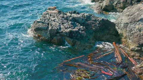 Intertidal Zone Bull Kelp and Driftwood Trapped Against Rocky Shore Stock Footage 346377177
