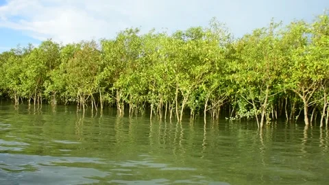 Intertidal Zone Mangrove Trees Visible Roots Dynamic Ecosystem Stock-Footage 319376330