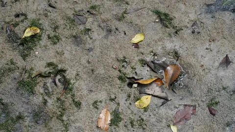 Intertidal Zone Mud with Green Algae, Leaves, and Crabs Stock Photos