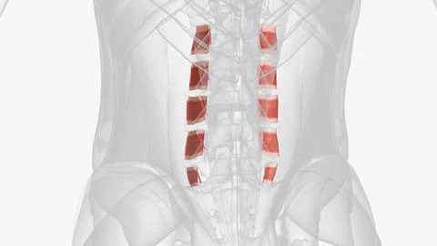 The intertransversarii muscles attach between the transverse processes of adj Stock Illustration