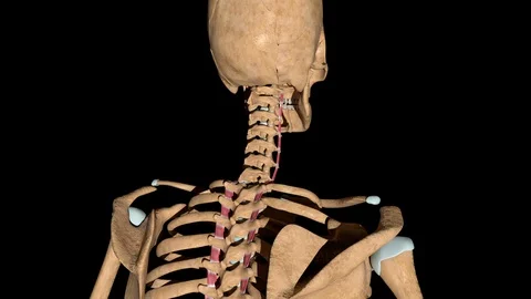 Intertransversarii Muscles on Skeleton Stock Footage 128963276