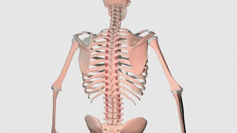 Intertrasversarii  Muscles Full Rotation Loop Stock Footage 230961670