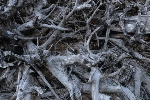 Intertwined and intricate pattern of a tree roots Stock Photos