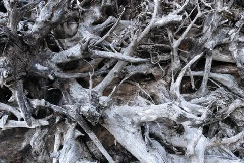 Intertwined and intricate pattern of a tree roots Stock Photos