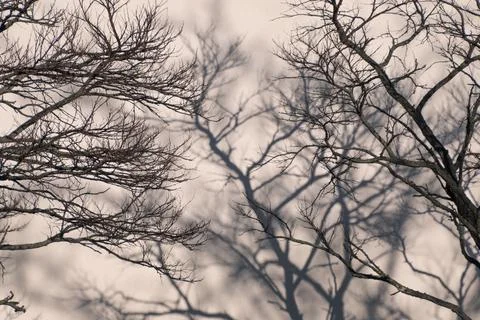 Intertwined bare branches creating complex shadows on wall Фото