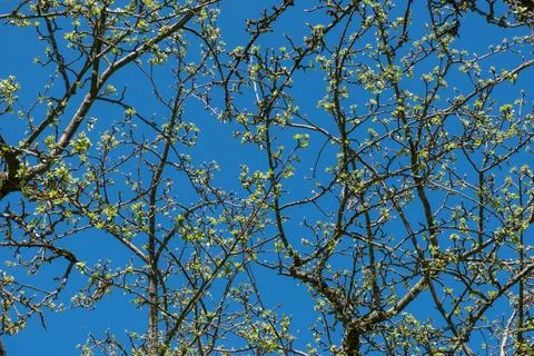 Intertwined branches of just blossoming spring young leaves of an apple tre.. 写真素材