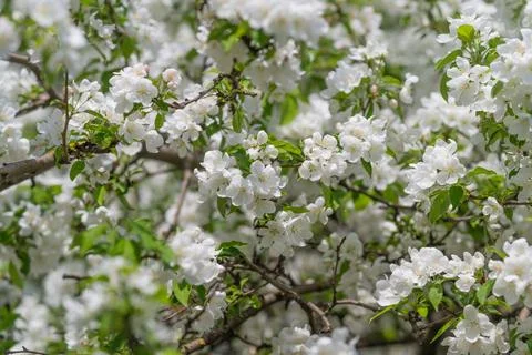 Intertwined branches of wild blossoms in rustic shrub setting, fragrant overf Stock Photos