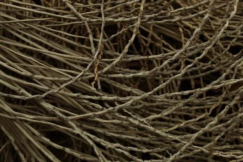 Intertwined dry thin tree branches creating a dense chaotic wooden pattern .. Stock Photos
