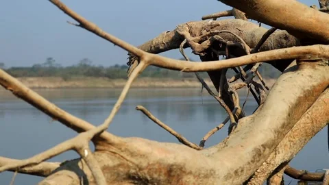 Intertwined dry tree branches over calm river water Stock Footage 327179794