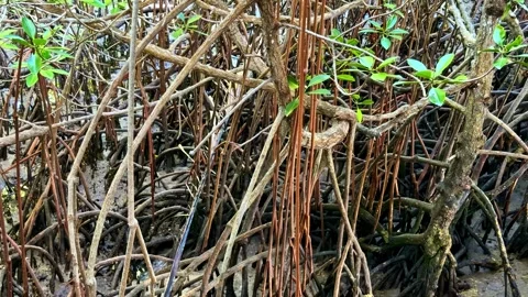 Intertwined mangrove tree roots and branches in a tropical swamp forest in a Stock Footage 336778487