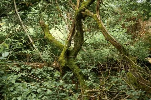 Intertwined mossy trees in dense forest. Stock Photos
