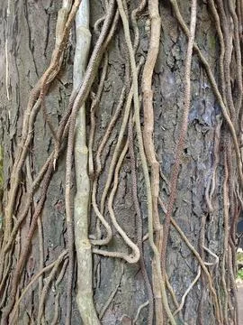 Intertwined Roots on Tree Trunk Stock Photos