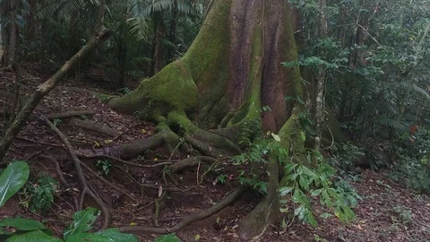 Intertwined roots viewed on slowly approaching steadicam in the jungle Stock Footage 92648737
