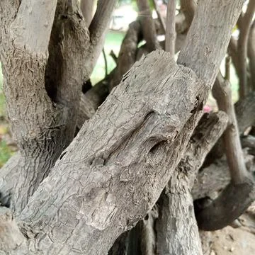 Intertwined thick grey branches heavy trunks old woody bush close up 写真素材