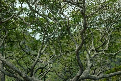 Intertwined tree branches against a backdrop of green mountains Stock Photos