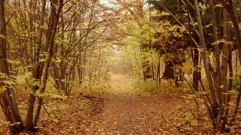 Intertwined tree branches form a low arch above a forest path covered with dry Stock Footage 165284517
