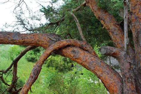 Intertwined tree branches of an unusual shape Stock-Fotos